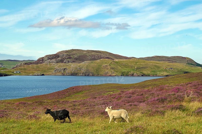 Two sheep grazing on green hilly landscape next to a loch under cloudy sky, heather blossom, Eshaness, Shetland Islands, Scotland, United Kingdom