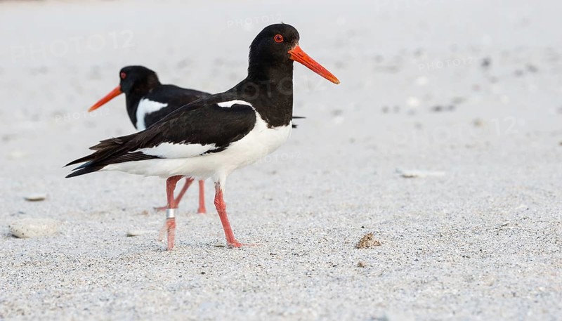 An oystercatcher (Haematopus ostralegus) with a long red beak, red eyes, red legs and black and white plumage stands in the foreground, another one in the background, on a sandy beach, and takes a step, ringed, looking into the camera, nobody, deserted, without people, maritime, sand, beach, sea, seabird, wader, waders, limicoles, Insel Düne, Helgoland, Schleswig-Holstein, North Sea, Germany