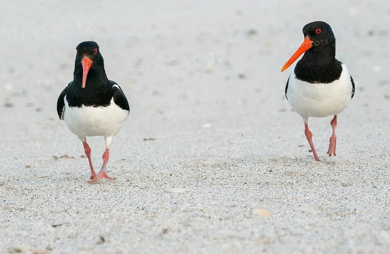 Two oystercatchers (Haematopus ostralegus) with long red beaks, red eyes, red legs and black and white plumage walk side by side over a sandy beach, sandy beach, ringed, pair, walk, walk, one looks at the other, nobody, deserted, without people, maritime, sand, sea, seabird, wading bird, waders, limicoles, island dune, Heligoland, Schleswig-Holstein, North Sea, Germany