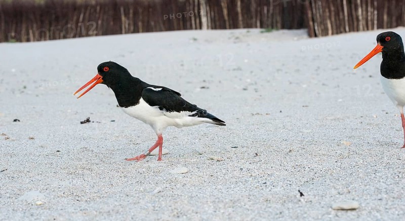 African oystercatcher (Haematopus ostralegus) with long red beak, red eyes, red legs and black and white plumage walks across a sandy beach and calls, calling, open beak, stride, ringed, another looks into the picture from the right, in the background, branches stuck into the sand to protect the dunes, nobody, deserted, without people, maritime, sand, beach, sea, seabird, wading bird, waders, limicoles, island dune, Heligoland, Schleswig-Holstein, North Sea, Germany