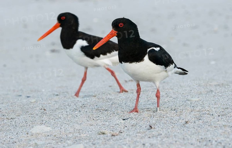 Two oystercatchers (Haematopus ostralegus) with long red beaks, red eyes, red legs and black and white plumage walk over a sandy beach, sandy beach, ringed, pair, walk, walk, look into the camera, nobody, deserted, without people, maritime, sand, sea, seabird, wading bird, waders, limicoles, island dune, Heligoland, Schleswig-Holstein, North Sea, Germany