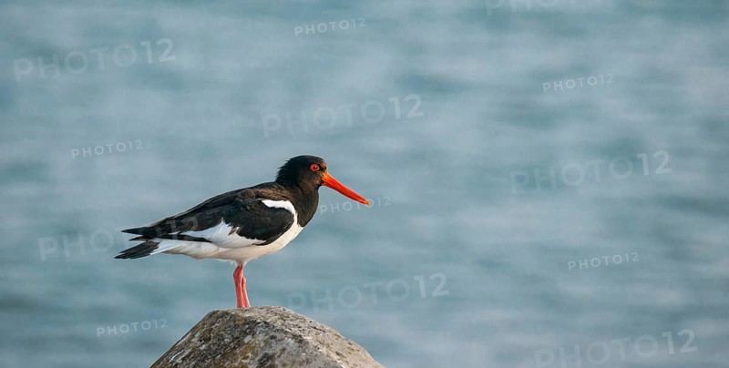 An oystercatcher (Haematopus ostralegus) stands on a stone by the sea in front of the blue water, calm sea, concrete tetrapod, warm light in the evening, nobody, deserted, without people, maritime, seabird, wading bird, waders, limicoles, Insel Düne, Helgoland, Schleswig-Holstein, North Sea, Germany