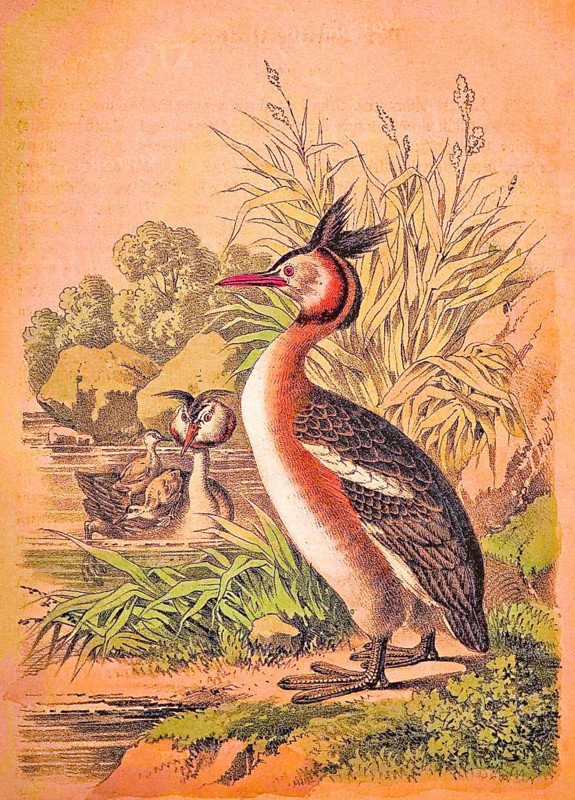 Great crested grebe (Podiceps Scalloped ribbonfish) family with chicks on the river bank, reeds, moss, plants, rocks, nature, tranquillity, coloured drawing, historical illustration 1877