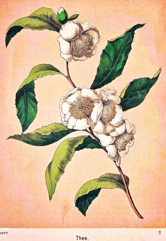 White flowers of a tea plant (Camellia sinensis), genus Camellia, alternate green leaves, tea, popular drink, food, cultivation in subtropical climate, Southeast Asia, coloured drawing, historical illustration 1877