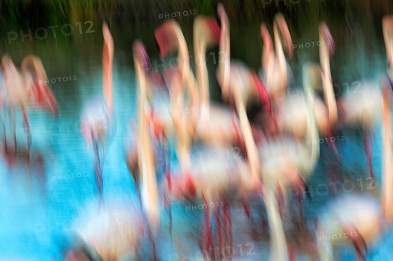 Flamingos in sunlight, colourful, symbolic image dance in pond, wipe effect, motion blur, background image, text free space, Camargue, France