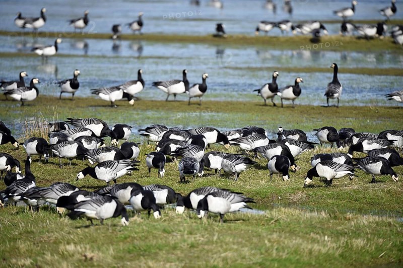 Barnacle geese, white-fronted geese, (Branta leucopsis) on the Katinger Watt, Schleswig-Holstein, Germany