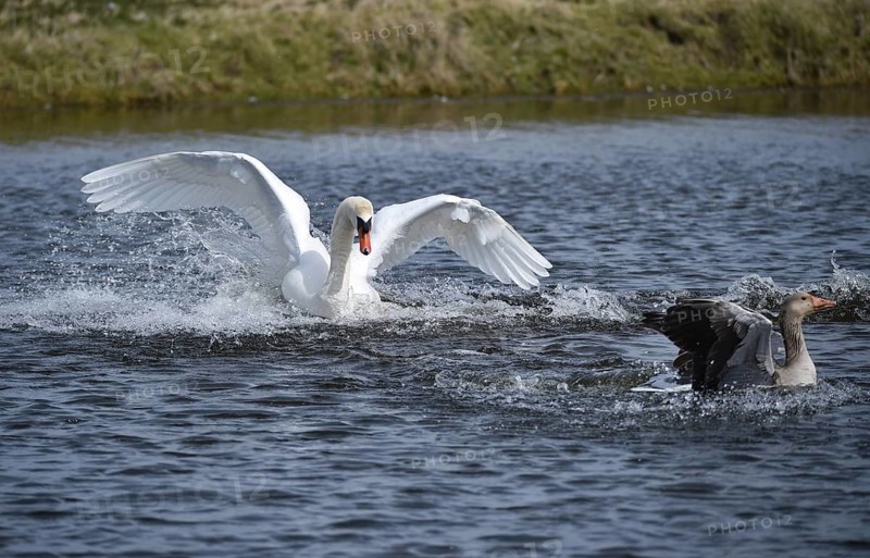 Mute swan (Cygnus olor) chasing a grey goose (Anser anser) on a lake, Schleswig-Holstein, Germany