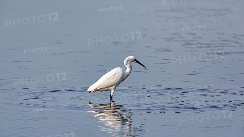 Little Egret (Egretta garzetta) in the pond, Pont de Gau Bird Park, Saintes-Maries-de-la-Mer, Camargue Regional nature park Park, France