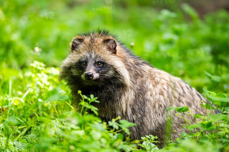 Common raccoon dog (Nyctereutes procyonoides) sitting in the grass, Bavaria, Germany