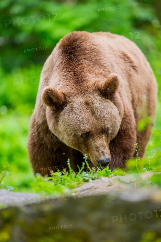 Brown bear (Ursus arctos) walking on a meadow, Bavaria, Germany