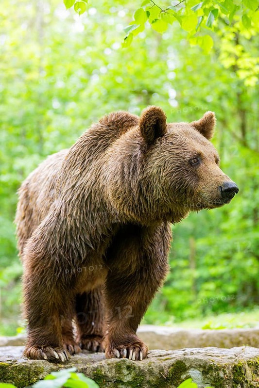 Brown bear (Ursus arctos) standing on a rock, Bavaria, Germany