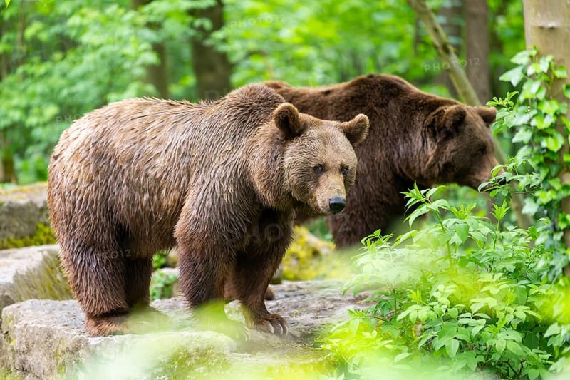 Brown bear (Ursus arctos) standing on a rock, Bavaria, Germany