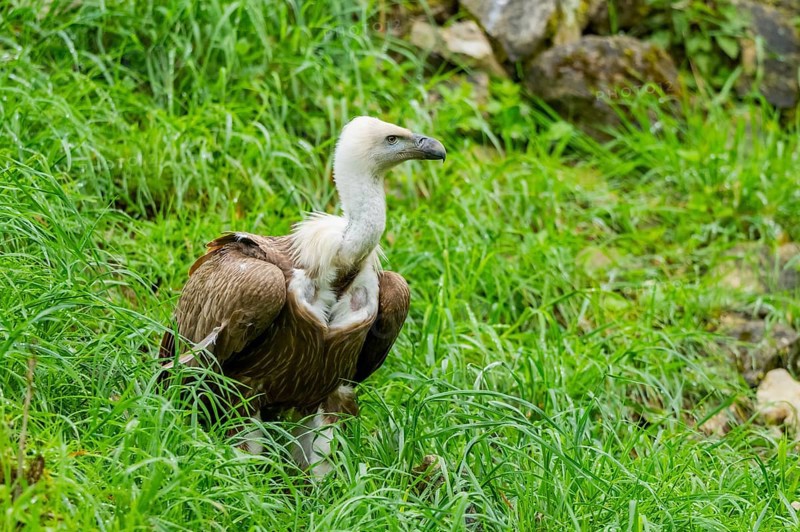 Eurasian griffon vulture (Gyps fulvus) on a meadow, Bavaria, Germany