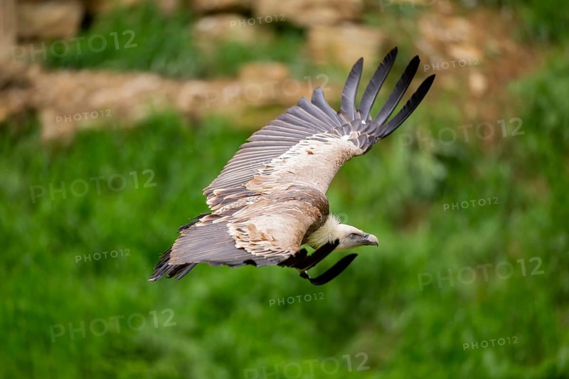 Eurasian griffon vulture (Gyps fulvus) flying, Bavaria, Germany