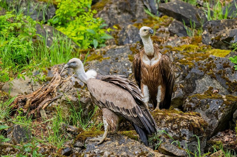 Eurasian griffon vulture (Gyps fulvus) on a rock, Bavaria, Germany