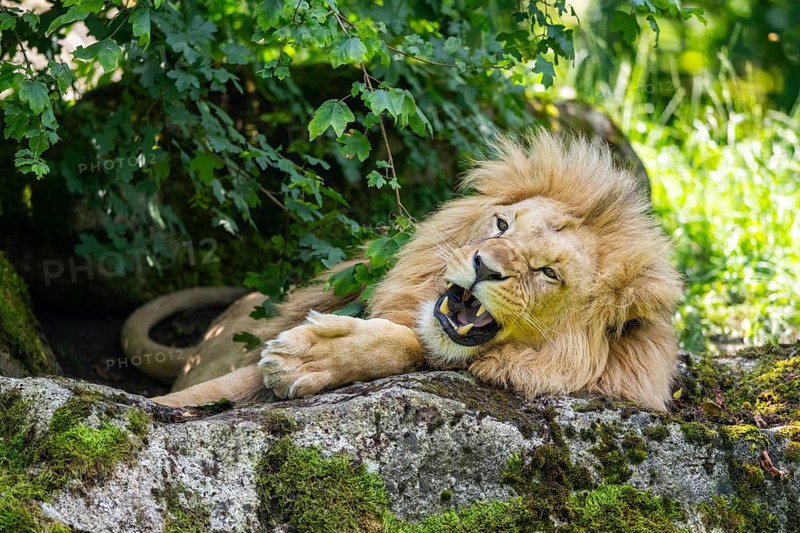 Southern African lion (Panthera leo melanochaita) male, lying on a rock, captive, Zoo Augsburg, Germany