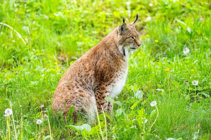 Eurasian lynx (Lynx lynx) sitting in the grass, Bavaria, Germany