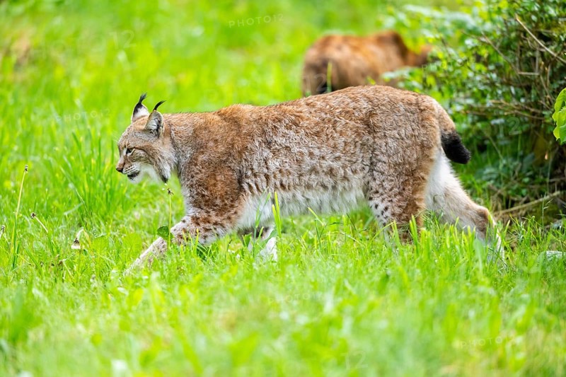 Eurasian lynx (Lynx lynx) walking in the grass, Bavaria, Germany