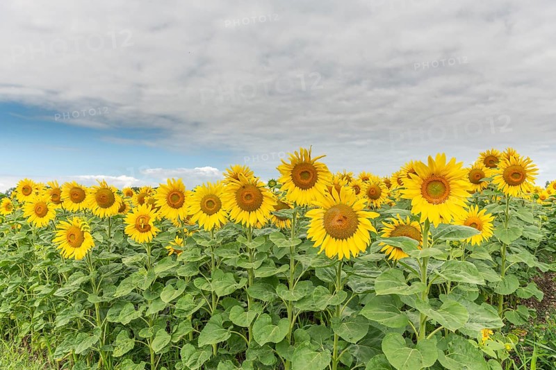 A bright field of sunflowers stretches to the horizon, their yellow petals glowing in the soft light of a cloudy late afternoon sky. Green foliage surrounds the cheerful blossoms. Bas rhin, Alsace, Grand Est, France