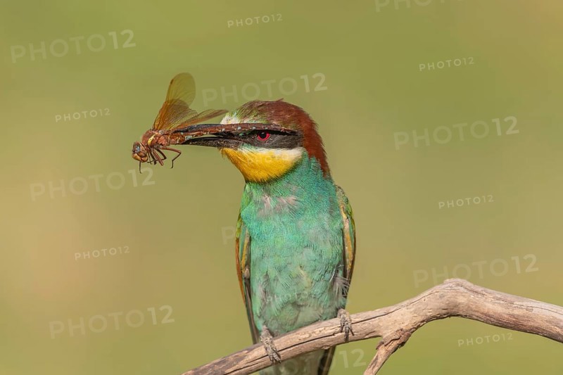 European bee-eater (Merops apiaster) with a flock in its beak on a branch in spring. Jechtingen, Kaiserstuhl, Germany