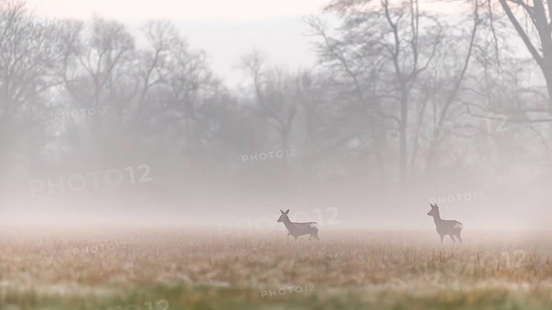 At early dawn, two deer can be seen moving gracefully across a wide open field surrounded by distant trees. The tranquil atmosphere emphasises the peaceful natural scene. Bas rhin, Alsace, Grand Est, France