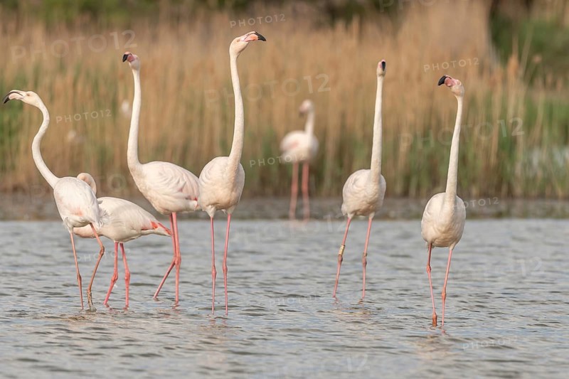A group of flamingos in full courtship display in a wetland habitat on a clear day. The scene captures the essence of wildlife in serene surroundings. Saintes Maries de la Mer, Arles, Bouches du Rhone, Provence Alpes Cote d'Azur, France