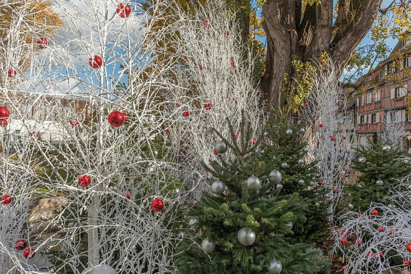 In a lively municipal park, white trees decorated with red and silver ornaments stand against a backdrop of colourful buildings, creating a festive atmosphere during the holiday season. Colmar, Haut Rhin, Grand Est, France