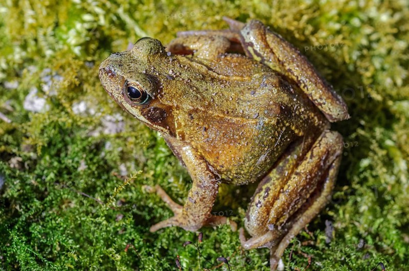 Grass Frog (Rana temporaria) sitting on a moss rockThe frog is brown and has a greenish tint. Lower Rhine, Alsace, France