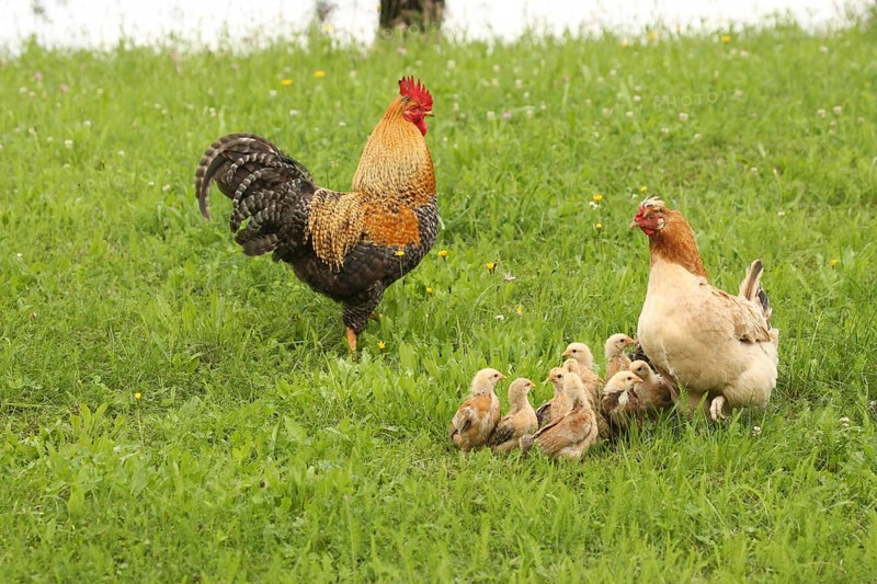 Domestic chicken, rooster and a few days old youngsters looking for food in a meadow, free-range, organic farming, Lower Austria, Austria, Lower Austria, Austria