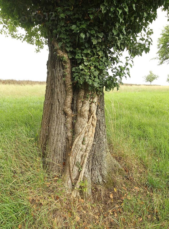 Ivy (Araliaceae) with arm-thick roots climbing up an old pear tree (Pyrus), Mostviertel, Lower Austria, Austria, Lower Austria, Austria