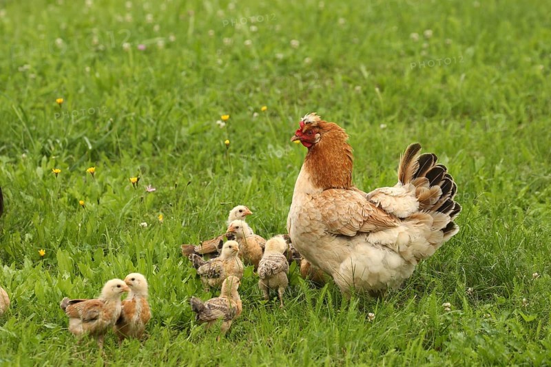 Domestic chicken with a few days old young ones looking for food in a meadow, free-range, organic farming, Lower Austria, Austria, Lower Austria, Austria