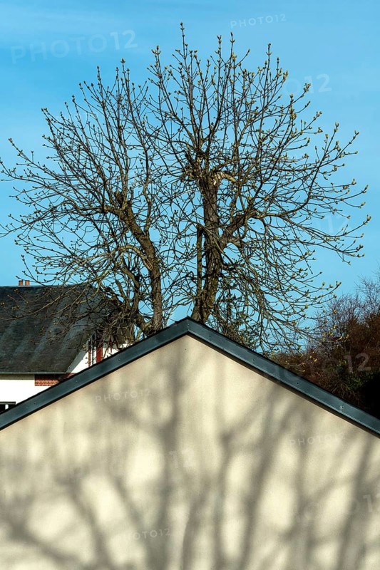A tall tree with sparse branches stands behind a house, casting intricate shadows on its sloped roof. The backdrop features a bright blue sky, suggesting the transition from winter to spring. France