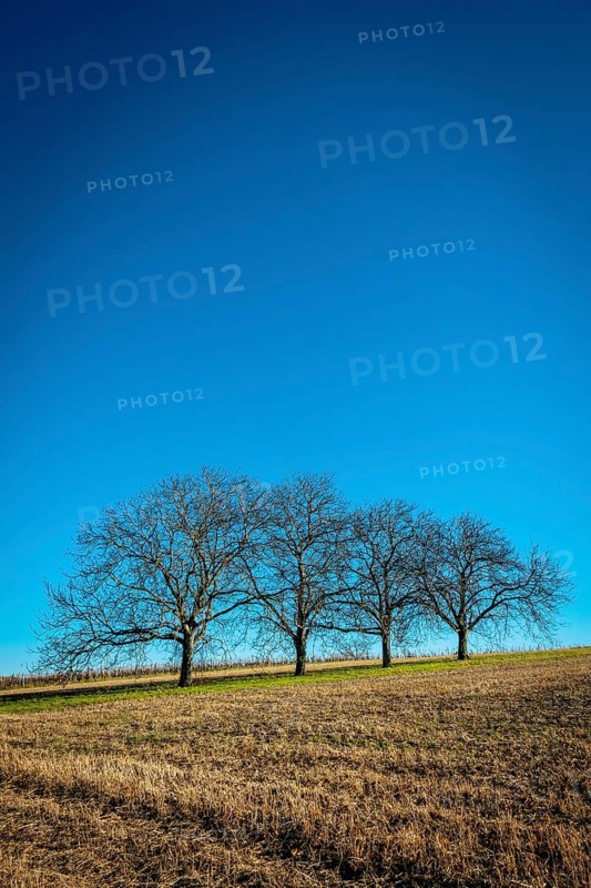 Three bare trees are positioned on a gently sloping hillside, surrounded by dry grass, Puy de Dome, Auvergne, France