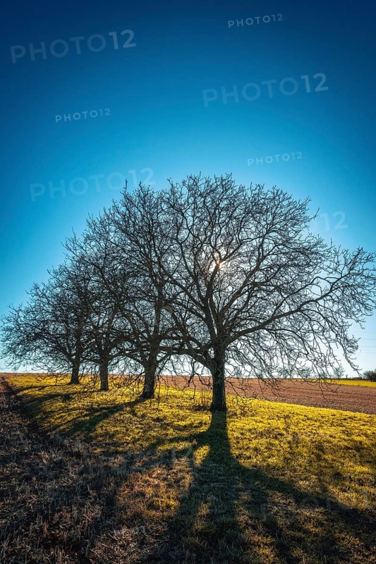 Bare trees stand on a grassy hillside, their long shadows stretching across the landscape as the sun rises, Puy de Dome, Auvergne, France
