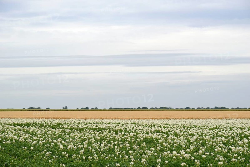 Field with potato plants (Solanum tuberosum) at flowering time, North Rhine-Westphalia, Germany