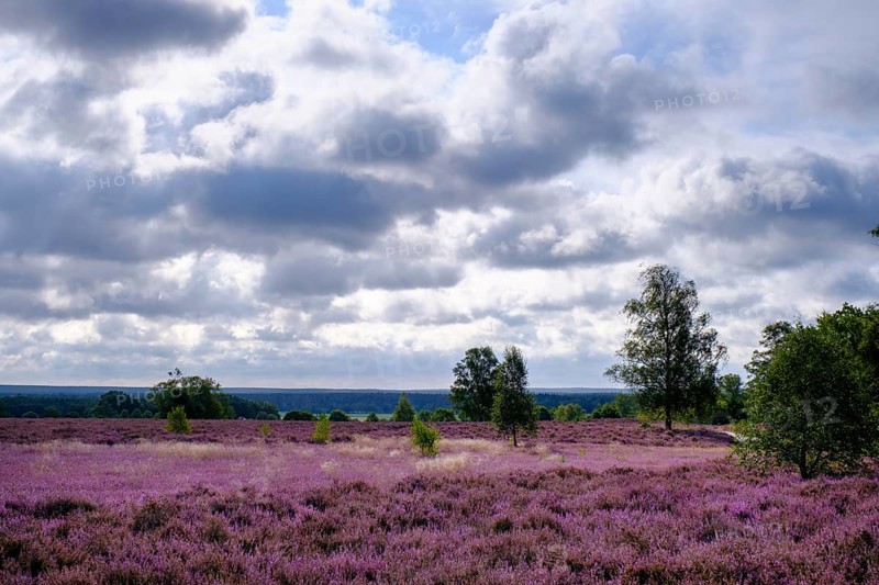 Heath on Wietzer Berg, broom heather blossom, Südheide, Lüneburg Heath, near Faßberg, Lower Saxony, Germany