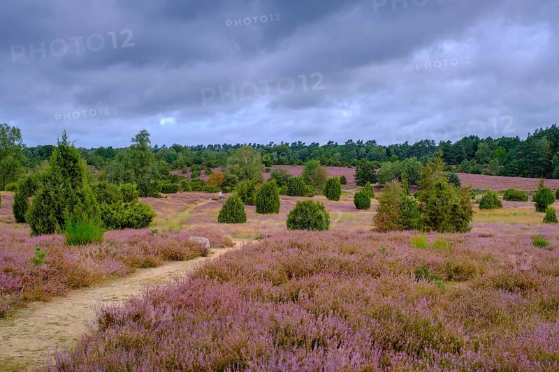 Ellerndorfer Heide, broom heather blossom, Südheide, Lüneburg Heath, near Eimke, Lower Saxony, Germany