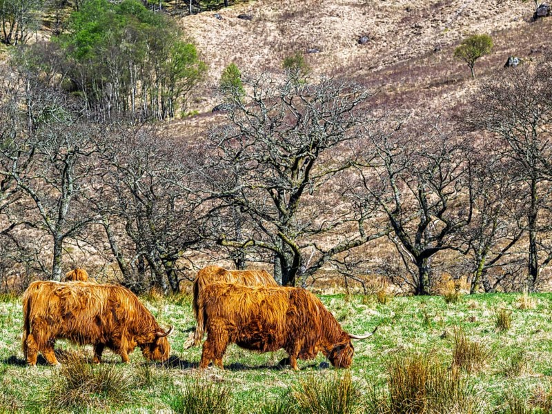 Highland Cattle, Scottish breed of rustic cattle, Highland, Scotland, UK