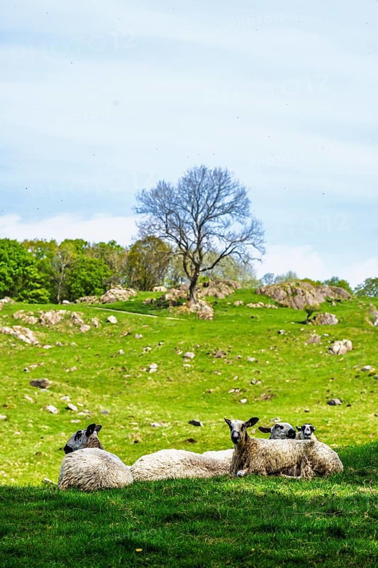 Sheep and farm in Lake District National Park, Coniston Water, Cumbria, England, United Kingdom