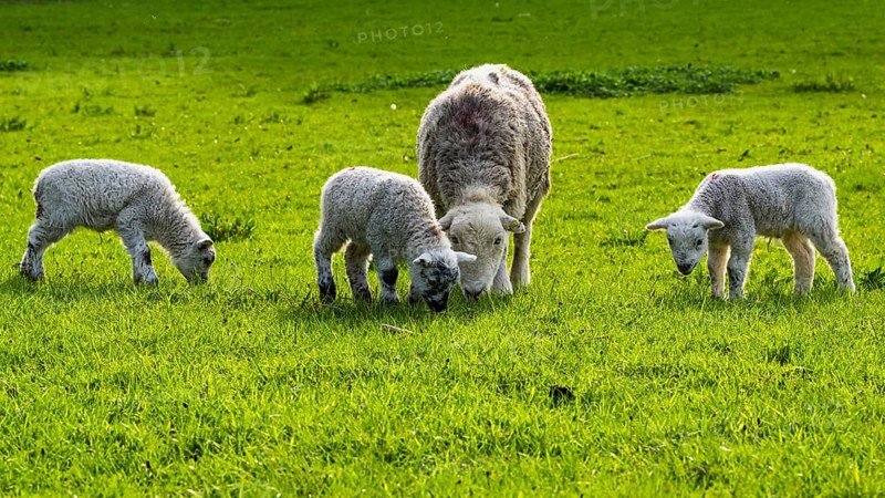 Sheep and farm in Lake District National Park, Coniston Water, Cumbria, England, United Kingdom