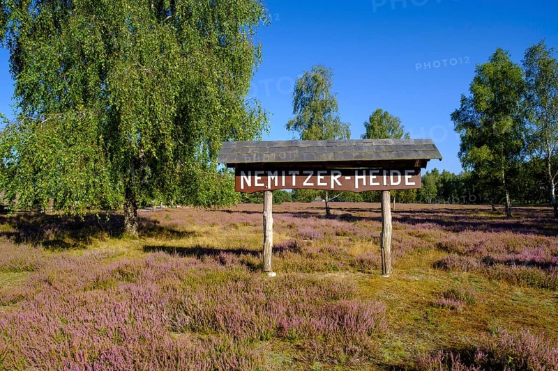 Broom heather blossom, Nemitzer Heide, Wendland-Elbe nature park Park, Lower Saxony, Germany