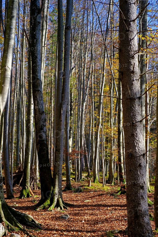 Trees in the forest near the Lainbach waterfalls, Lainbach, Lainbachtal, Kochel am See, Upper Bavaria, Bavaria, Germany