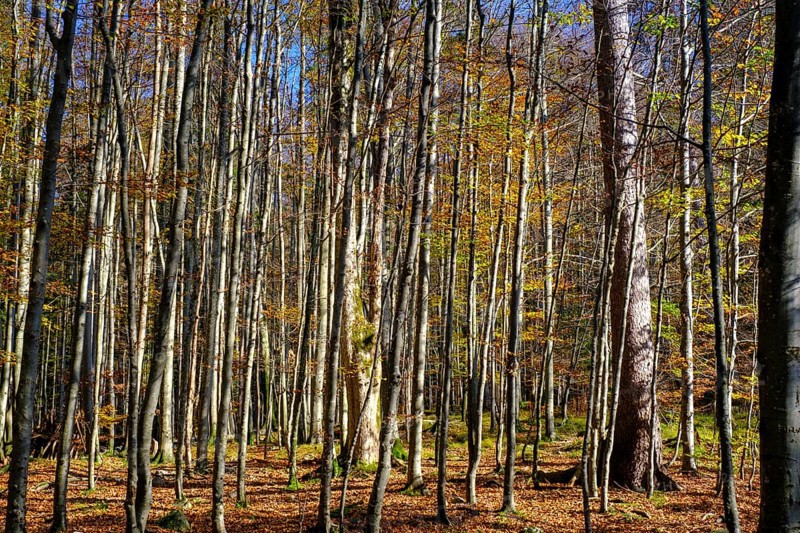Trees in the forest near the Lainbach waterfalls, Lainbach, Lainbachtal, Kochel am See, Upper Bavaria, Bavaria, Germany
