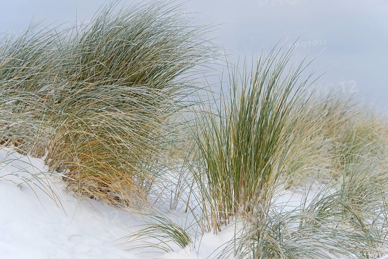 Marram grass (Ammophila arenaria) in the snow-covered dune landscape of Norddeich, North Sea, Lower Saxony, Germany