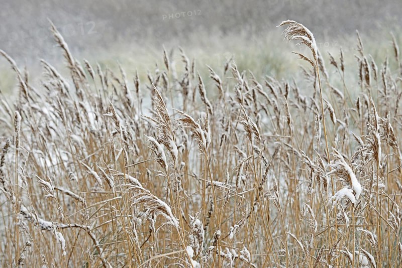 Reed (Phragmites) covered with snow, North Sea, Norddeich, Lower Saxony, Germany