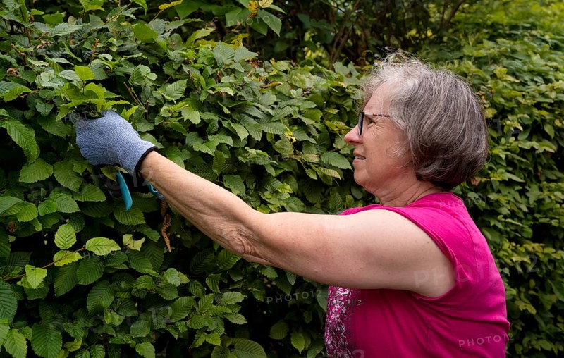 Elderly woman gardening, cutting, trimming hedge, wearing gloves, Stuttgart, Baden-Württemberg, Germany