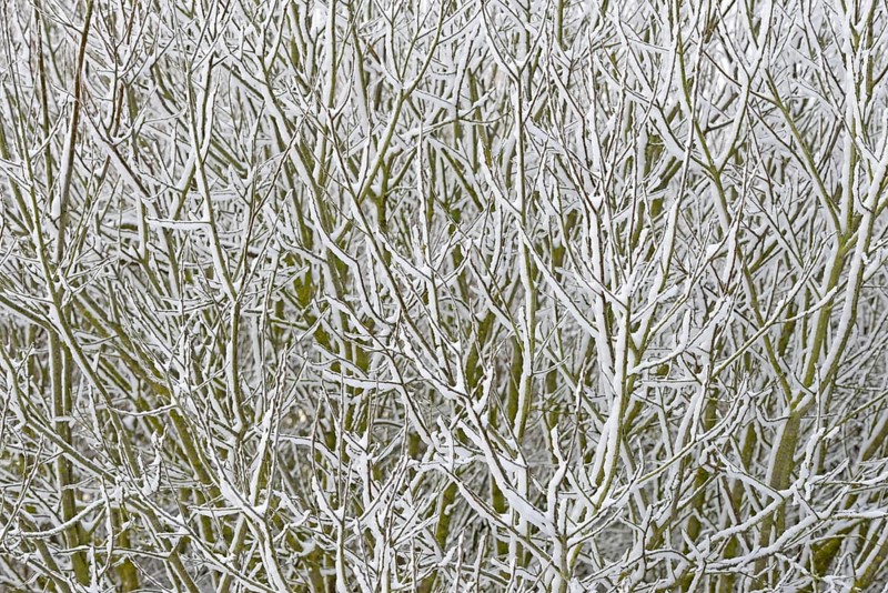 Winter day, onset of winter, snow lies on the bushes in the dune landscape of Norddeich, North Sea, Lower Saxony, Germany