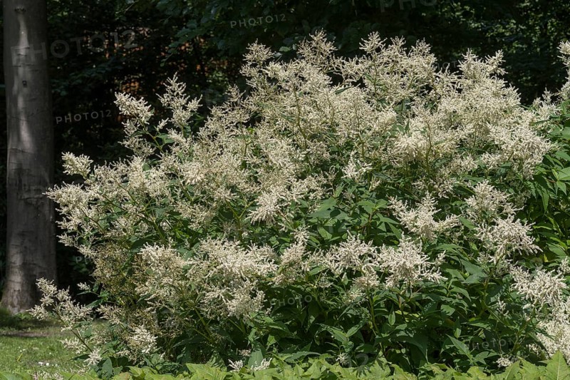 Flowering alpine knotweed (Aconogonon alpinum), bush, white flowers, Westphalia, North Rhine-Westphalia, Germany