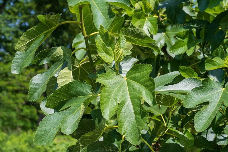 Leaves on a fig tree (Ficus carica), leaves, Westphalia, North Rhine-Westphalia, Germany