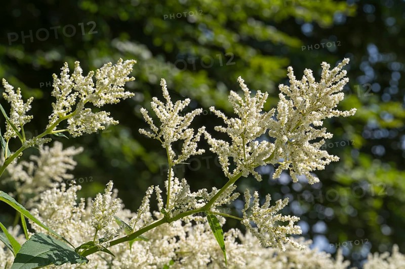 Flowering alpine knotweed (Aconogonon alpinum), white flowers, Westphalia, North Rhine-Westphalia, Germany
